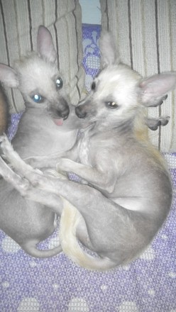 Продам щенков мексиканской голой собачки. Две девочки, родились 10 апреля, на пе. . фото 7