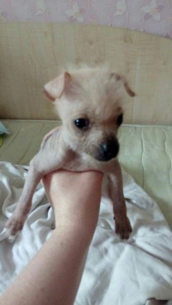 Продам щенков мексиканской голой собачки. Две девочки, родились 10 апреля, на пе. . фото 2