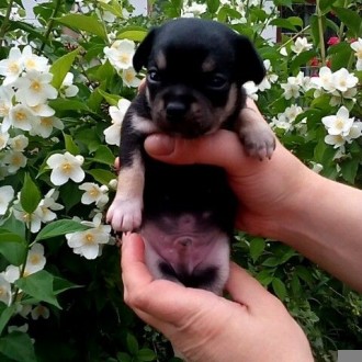 продам щенков чишки.черные и рыжие.родились 20.05.2017.. . фото 5