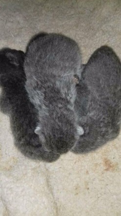 Прекрасная порода , британская вислоухая кошечка родила 4 милых котят ;28 июня .. . фото 4