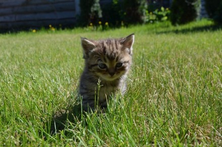Британские плюшевьіе котята мальчики. 2.5 месяцев. Родились 7 апреля на Благовещ. . фото 3