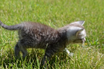 Британские плюшевьіе котята мальчики. 2.5 месяцев. Родились 7 апреля на Благовещ. . фото 5