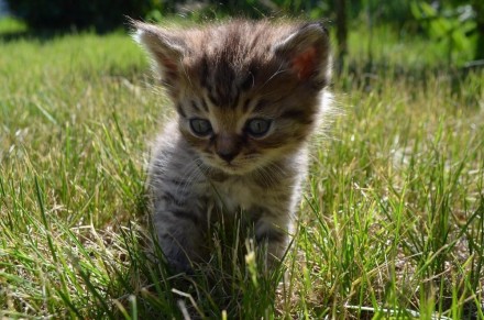 Британские плюшевьіе котята мальчики. 2.5 месяцев. Родились 7 апреля на Благовещ. . фото 2