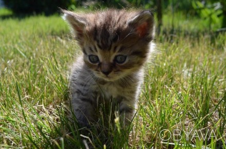Британские плюшевьіе котята мальчики. 2.5 месяцев. Родились 7 апреля на Благовещ. . фото 1