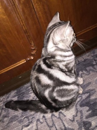 Предлагаю клубных британских котят мраморного окраса (черный мрамор на серебре и. . фото 2