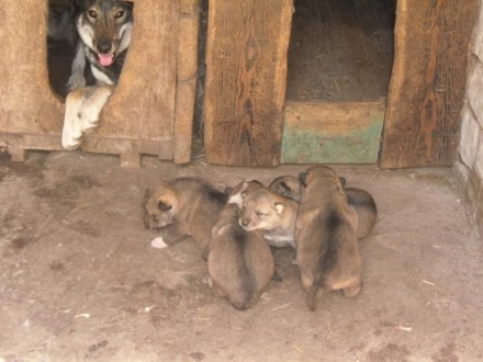 Щенки западно-сибирской лайки, кобельки, родились 18.05.2017г., от рабочих собак. . фото 2