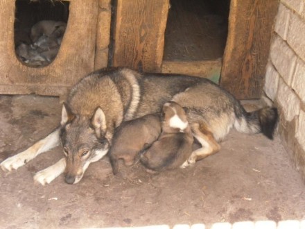 Щенки западно-сибирской лайки, кобельки, родились 18.05.2017г., от рабочих собак. . фото 4