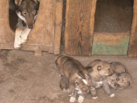 Щенки западно-сибирской лайки, кобельки, родились 18.05.2017г., от рабочих собак. . фото 5