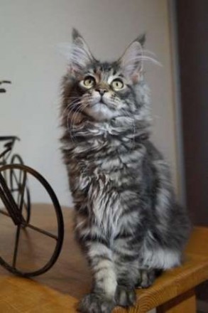 Продаются котята Мейн-Куны питомник ACADIA PRIDE Окрас черный на серебре классич. . фото 5