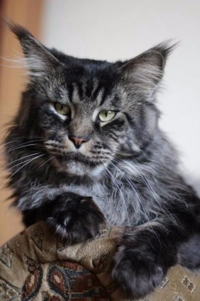 Продаются котята Мейн-Куны питомник ACADIA PRIDE Окрас черный на серебре классич. . фото 2