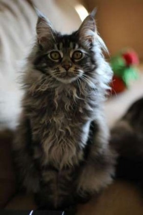 Продаются котята Мейн-Куны питомник ACADIA PRIDE Окрас черный на серебре классич. . фото 3