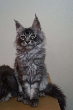 Продаются котята Мейн-Куны питомник ACADIA PRIDE Окрас черный на серебре классич. . фото 4