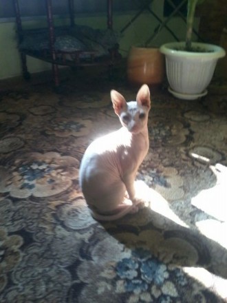 молодой кот донской сфинкс белого цвета. дружелюбный,игривый и мурчательный. оче. . фото 3