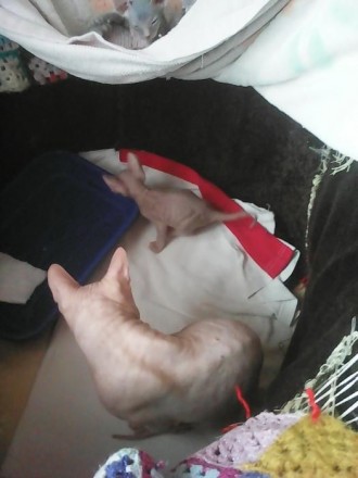 Котята Донского сфинкса ,возраст 1,5 месяца .Один котик велюровый и три резиноuв. . фото 6