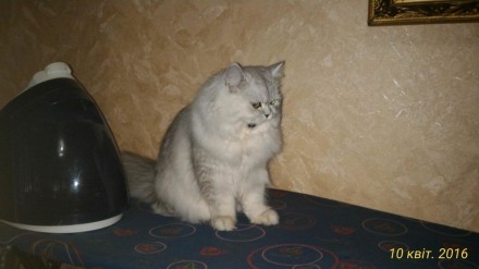 Продам котят персидская (серебристая шиншила) Большая кошка-их мама.. . фото 3