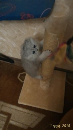 Продам котят персидская (серебристая шиншила) Большая кошка-их мама.. . фото 5