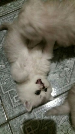 Продам котят персидская (серебристая шиншила) Большая кошка-их мама.. . фото 6