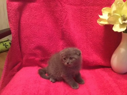 Продам замечательных котят породы Скотиш Фолд.Рождены 15.05.Есть два мальчика и . . фото 4