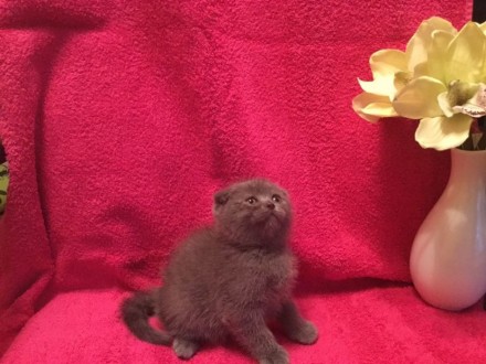 Продам замечательных котят породы Скотиш Фолд.Рождены 15.05.Есть два мальчика и . . фото 5