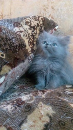 Продаются персидские котята.Возраст 1,5 и 2 месяца.Есть мальчики и девочки.К лот. . фото 4