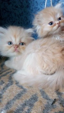Продаются персидские котята.Возраст 1,5 и 2 месяца.Есть мальчики и девочки.К лот. . фото 3