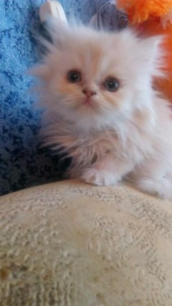 Продаются персидские котята.Возраст 1,5 и 2 месяца.Есть мальчики и девочки.К лот. . фото 6