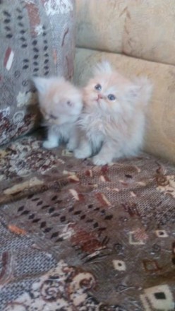 Продаются персидские котята.Возраст 1,5 и 2 месяца.Есть мальчики и девочки.К лот. . фото 2