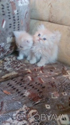 Продаются персидские котята.Возраст 1,5 и 2 месяца.Есть мальчики и девочки.К лот. . фото 1