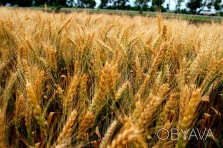 Сорт озимої м’якої пшениці інтенсивного типу універсального використання на різн. . фото 1