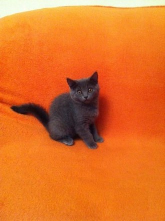 Чудова кішечка сіро-голубого окрасу. Вік 2,5 місяці. Грайлива і лагідна.. . фото 4