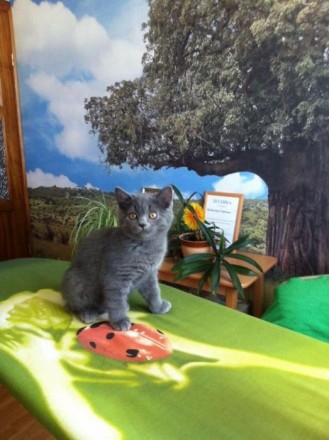 Чудова кішечка сіро-голубого окрасу. Вік 2,5 місяці. Грайлива і лагідна.. . фото 2