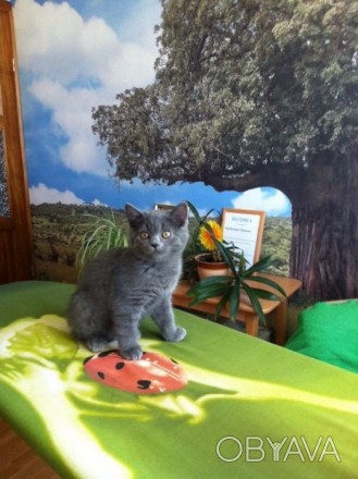 Чудова кішечка сіро-голубого окрасу. Вік 2,5 місяці. Грайлива і лагідна.. . фото 1