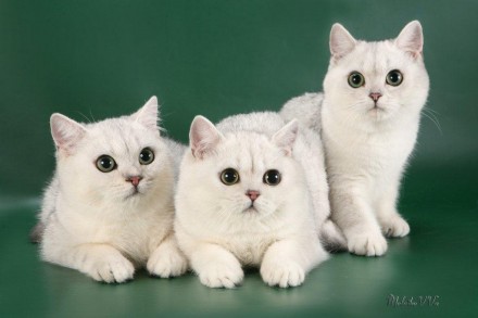 Продам котят британской короткошерстной кошки, окраса серебристая и золотая шинш. . фото 2