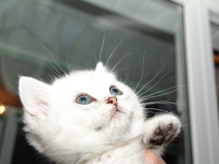 Продам котят британской короткошерстной кошки, окраса серебристая и золотая шинш. . фото 4