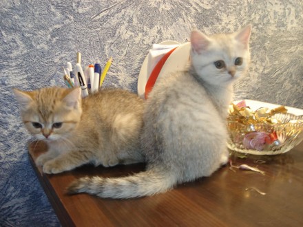 Продам котят британской короткошерстной кошки, окраса серебристая и золотая шинш. . фото 7