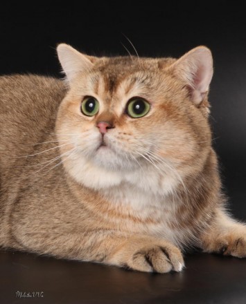 Продам котят британской короткошерстной кошки, окраса серебристая и золотая шинш. . фото 3