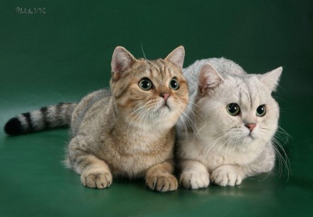 Продам котят британской короткошерстной кошки, окраса серебристая и золотая шинш. . фото 6