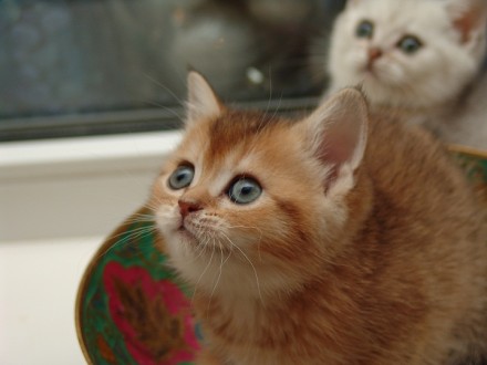 Продам котят британской короткошерстной кошки, окраса серебристая и золотая шинш. . фото 5