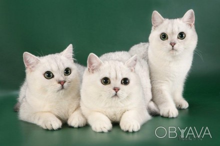 Продам котят британской короткошерстной кошки, окраса серебристая и золотая шинш. . фото 1