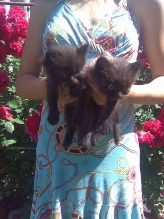 Продам персидских котят (2 мальчика). Цвет чёрный с пепельным. Голова, лапки и х. . фото 5