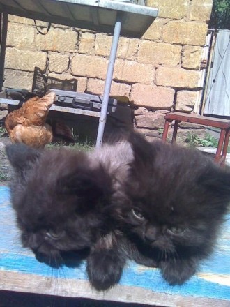 Продам персидских котят (2 мальчика). Цвет чёрный с пепельным. Голова, лапки и х. . фото 2