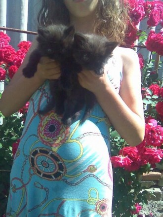 Продам персидских котят (2 мальчика). Цвет чёрный с пепельным. Голова, лапки и х. . фото 4