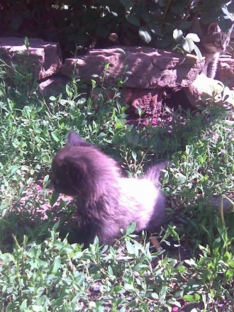 Продам персидских котят (2 мальчика). Цвет чёрный с пепельным. Голова, лапки и х. . фото 3