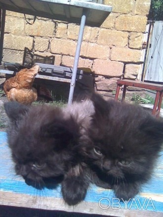 Продам персидских котят (2 мальчика). Цвет чёрный с пепельным. Голова, лапки и х. . фото 1