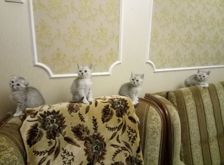 Очень красивые, ласковые котята ищут новый дом. Осталось двое котят, 1 мальчик и. . фото 3