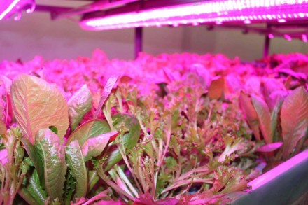 Методи прогресивного рослинництва 
http://hydroponics.net.ua
Доброго дня, шано. . фото 3