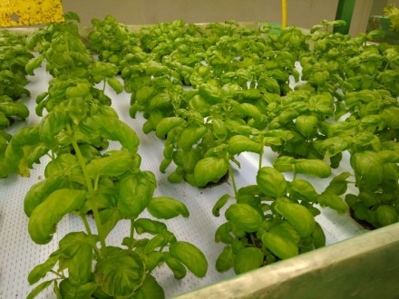 Методи прогресивного рослинництва 
http://hydroponics.net.ua
Доброго дня, шано. . фото 5
