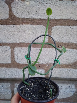 На первом фото моё растение -церопегия Сандерсона.Чкренок-50 гр.Третье фото-два . . фото 3