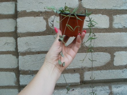 На первом фото моё растение -церопегия Сандерсона.Чкренок-50 гр.Третье фото-два . . фото 5