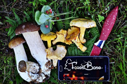 Інтернет магазин "База лісу" пропонує збут карпатських грибів харчовим та рестор. . фото 6